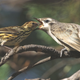 Illustration for article titled Birds offer insight into the evolution of extended families